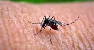 2 more people died of dengue in 24 hours, 423 hospitalized